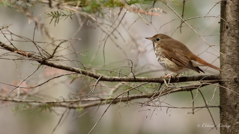 Grive solitaire_Y3A7002 - Hermit Thrush