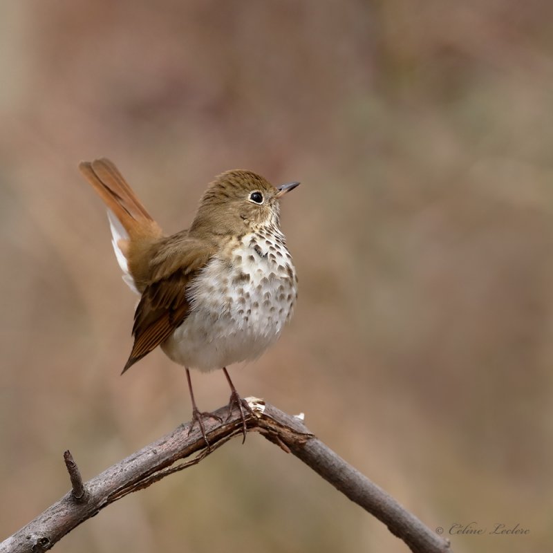 Grive solitaire_Y3A7774 - Hermit Thrush