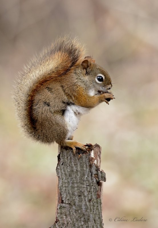 cureuil roux_Y3A8526 - Red Squirrel 