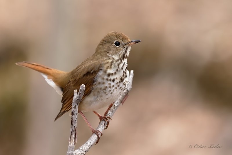 Grive solitaire_Y3A7750 - Hermit Thrush