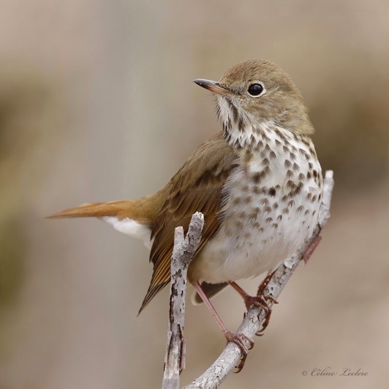 Grive solitaire_Y3A7756 - Hermit Thrush