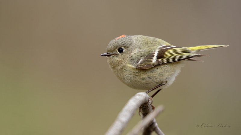 Roitelet  couronne rubis_Y3A8397 - Ruby-crowned Kinglet