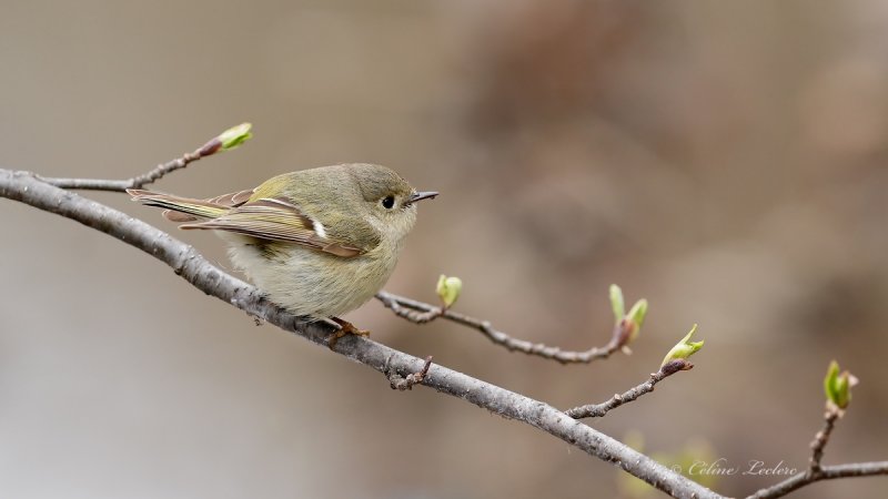 Roitelet  couronne rubis_Y3A8516 - Ruby-crowned Kinglet