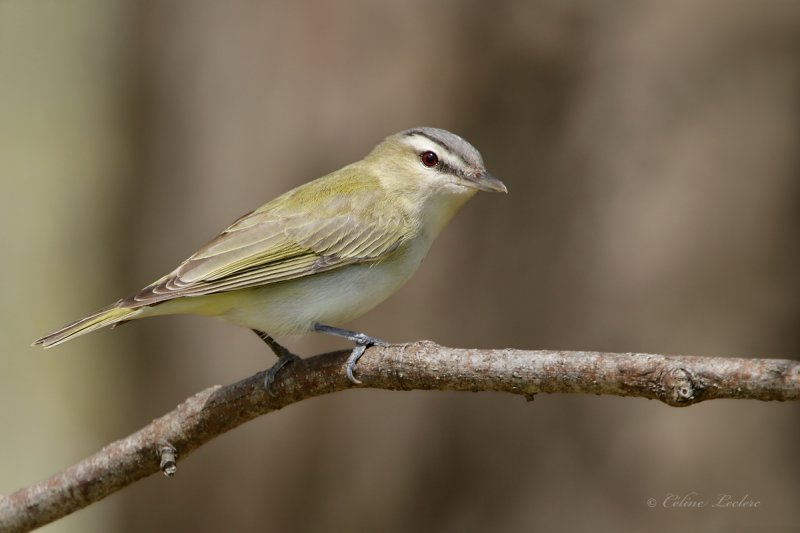 Viro aux yeux rouges_Y3A9129 - Red-eyed Vireo