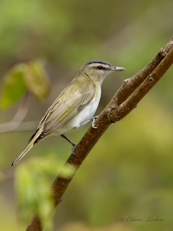 Viro aux yeux rouges_Y3A9151 - Red-eyed Vireo