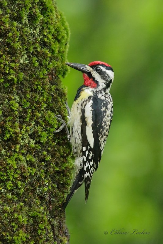 Pic maculé_Y3A4067 - Yellow-bellied Sapsucker