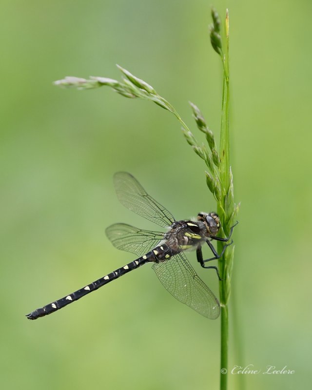 Libellule_Y3A3803 - Dragonfly