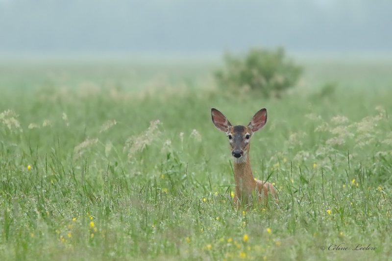 Cerf de Virginie_Y3A4037 - White-tailed Deer 