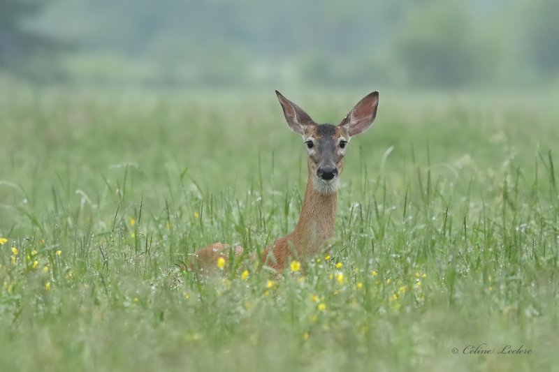 Cerf de Virginie_Y3A4025 - White-tailed Deer 