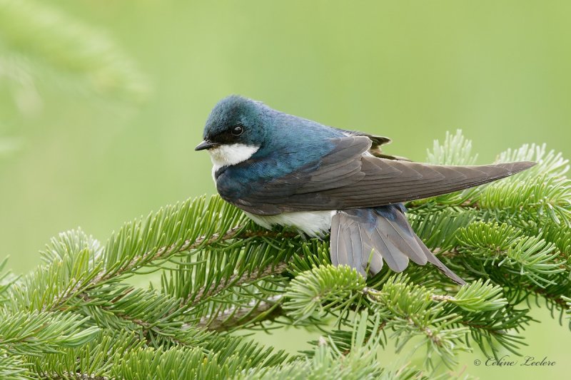 Hirondelle bicolore_Y3A5260 - Tree Swallow