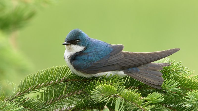 Hirondelle bicolore_Y3A5291 - Tree Swallow