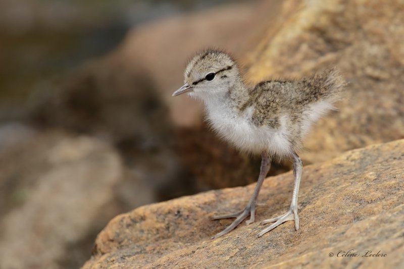 Chevalier grivel (poussin)_Y3A4969 - Spotted Sandpiper chick