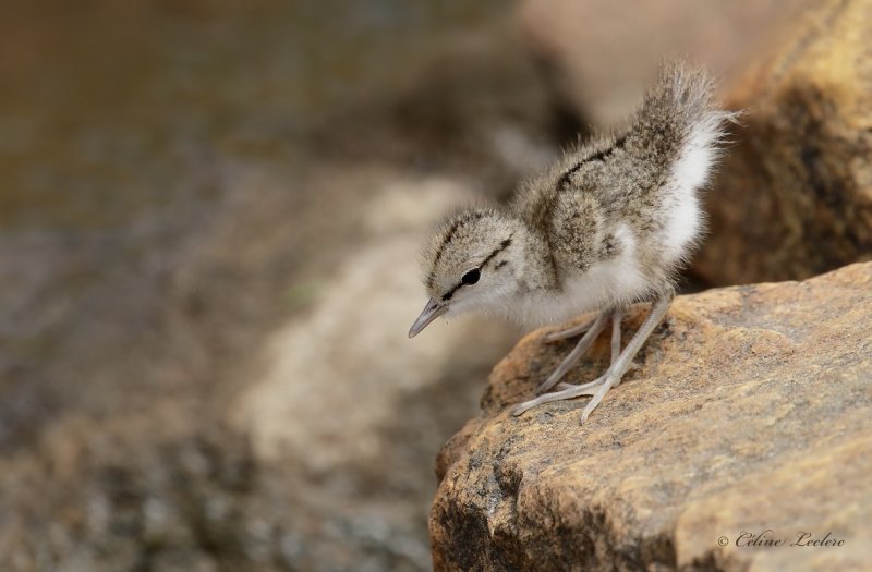 Chevalier grivel (poussin)_Y3A4996 - Spotted Sandpiper chick
