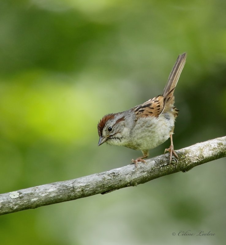 Bruant des marais_Y3A6070 - Swamp Sparrow