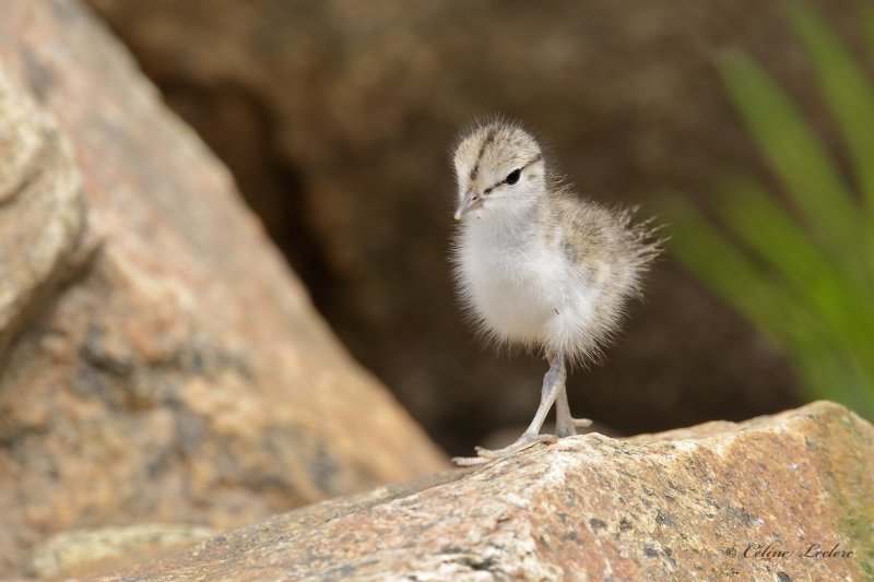 Chevalier grivel (poussin)_Y3A4983 - Spotted Sandpiper chick