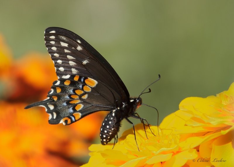Papillon du cleri_Y3A7892 - Black Swallowtail