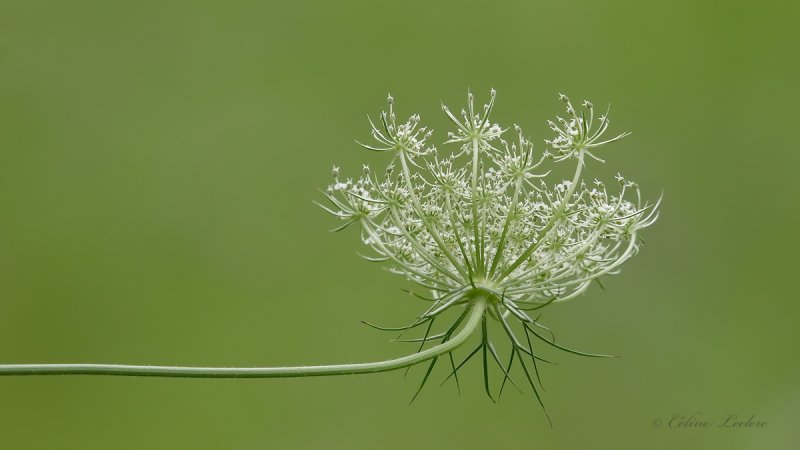 Carotte sauvage_Y3A8538 - Wild carrot