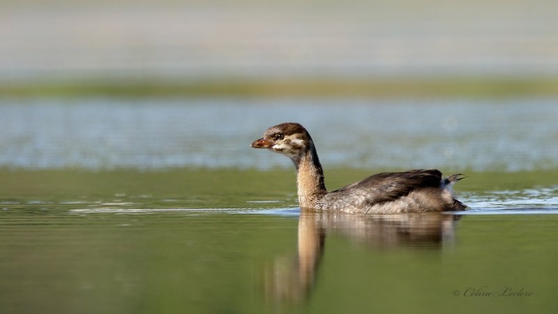 Grbe  bec bigarr (juv)_Y3A7411 - Pied-Billed Grebe young