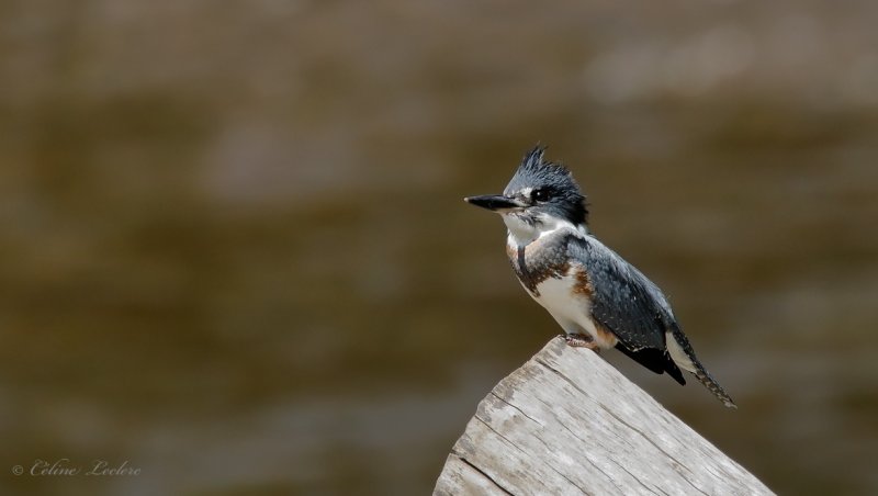 Martin-pcheur d'Amrique_Y3A8563 - Belted Kingfisher