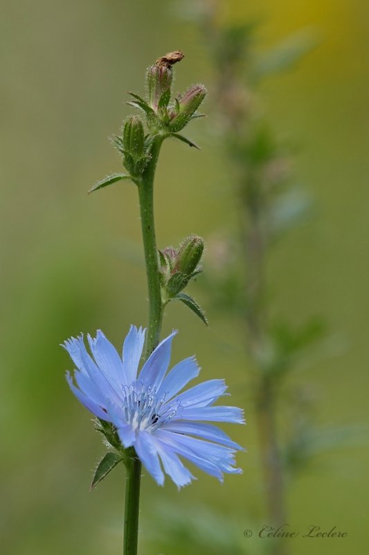 Chicore sauvage_Y3A8728 - Wild chicory