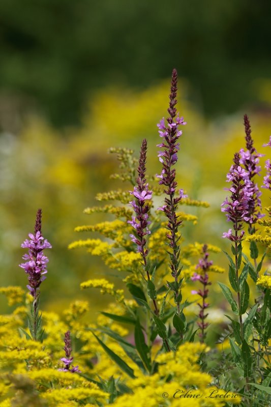 Salicaire pourpre_Y3A9135 - Purple loosestrife
