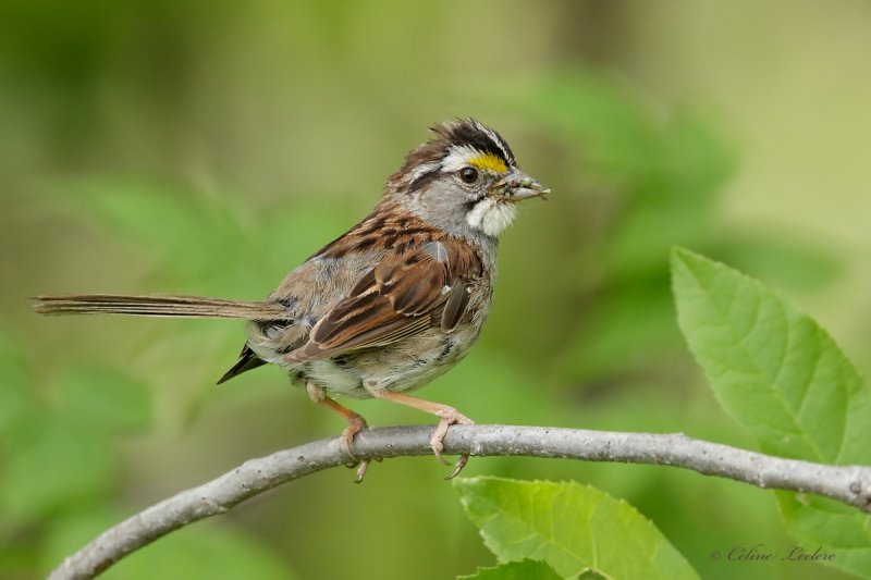 Bruant  gorge blanche_Y3A9256 - White-throated Sparrow