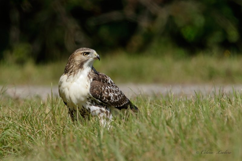 Buse  queue rousse (juv)_Y3A9607 - Red-tailed Hawk