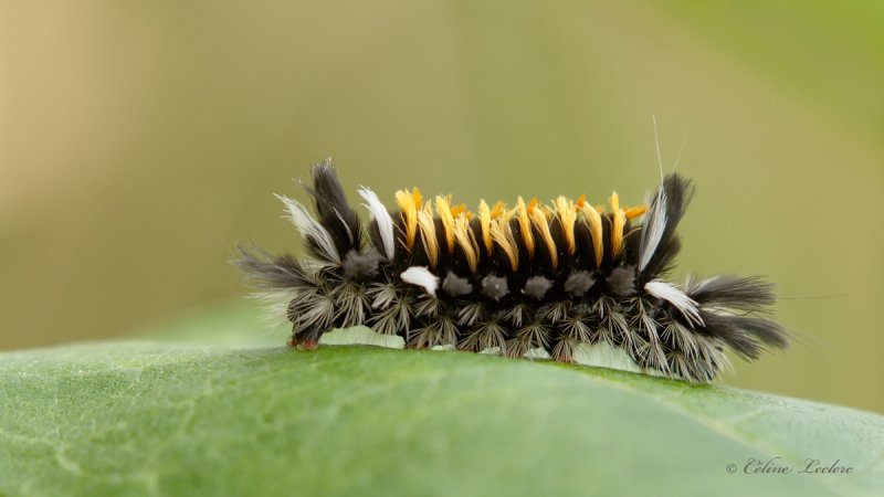 Chenille (Arctiide de l'asclpiade)_Y3A0239 - Milkweed tussock caterpillar