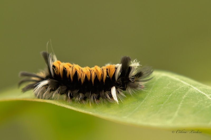 Chenille (Arctiide de l'asclpiade)_Y3A0535 - Milkweed tussock caterpillar 