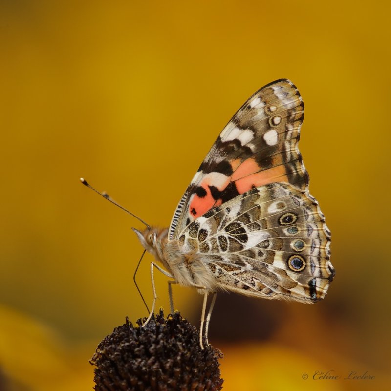 Belle-Dame_Y3A1159 - Painted Lady
