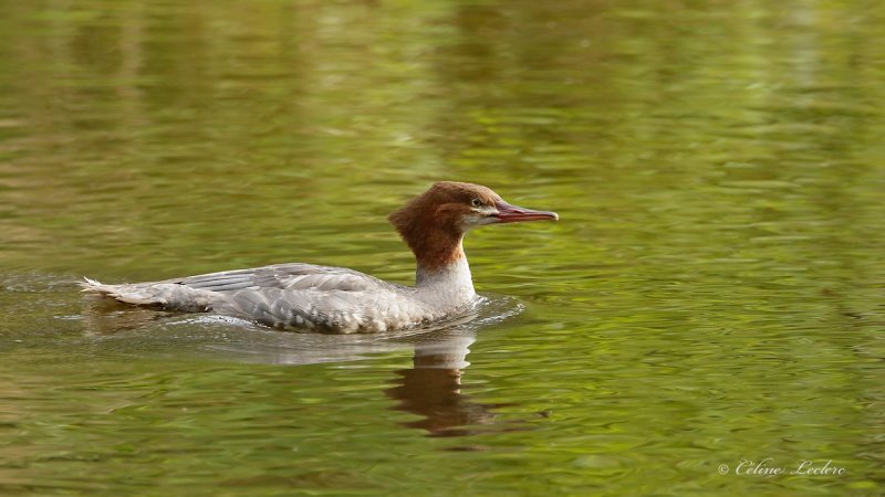 Grand Harle_Y3A1779 - Common Merganser