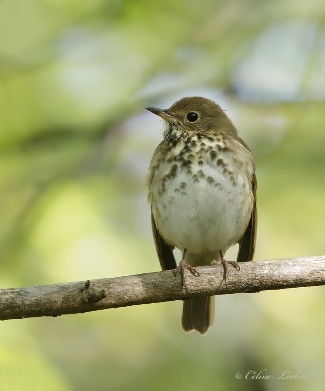 Grive solitaire_Y3A2055 - Hermit Thrush
