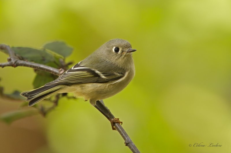Roitelet  couronne rubis_Y3A2072 - Ruby-crowned Kinglet