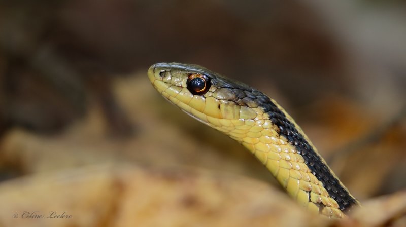 Couleuvre raye_Y3A2184 - Common garter snake