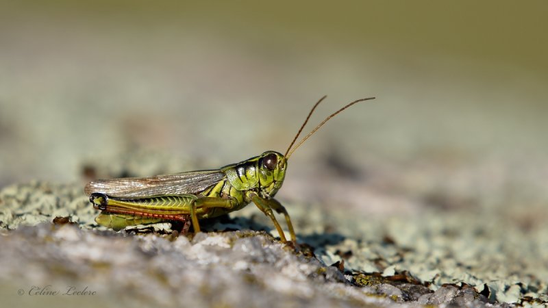 Criquet_Y3A9658 - Grasshopper
