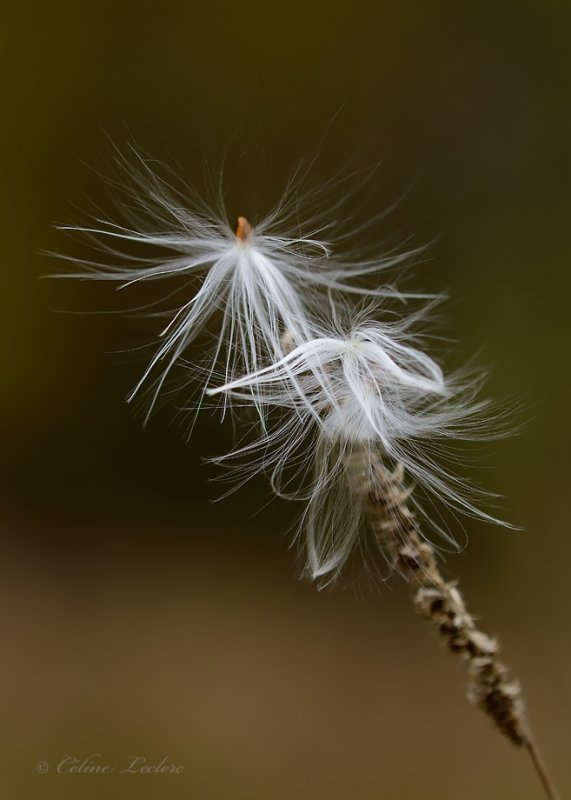 Asclpiade commune (graines)_Y3A2441 - Common Milkweed