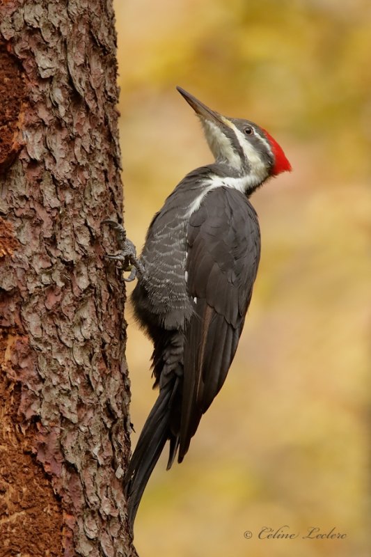 Grand Pic (f)_Y3A2683 - Pileated Woodpecker