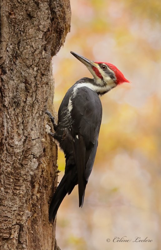 Grand Pic (m)_Y3A2817 - Pileated Woodpecker