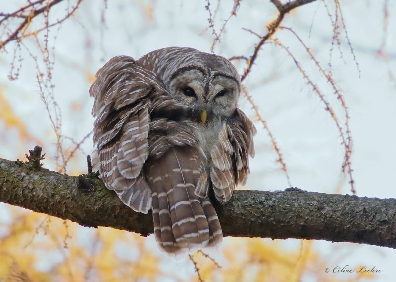 Chouette raye_Y3A3507 - Barred Owl