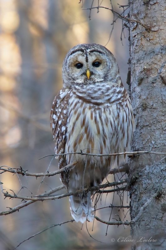 Chouette raye_Y3A4214 - Barred Owl