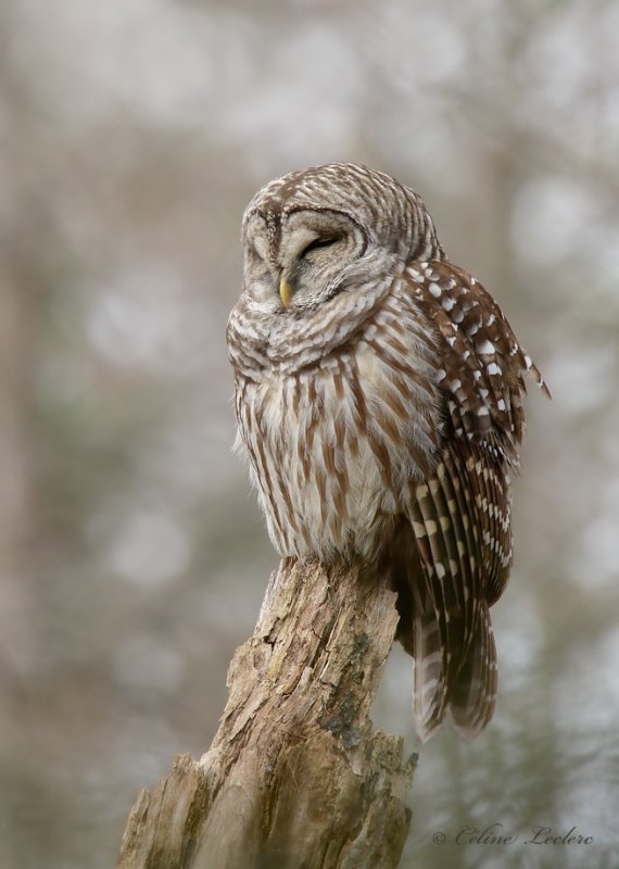 Chouette raye_Y3A3683 - Barred Owl