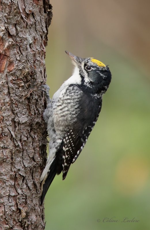 Pic  dos ray_Y3A3796 - American Three-toed Woodpecker