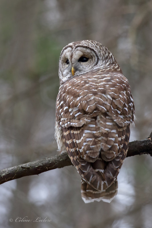 Chouette raye_Y3A4513 - Barred Owl