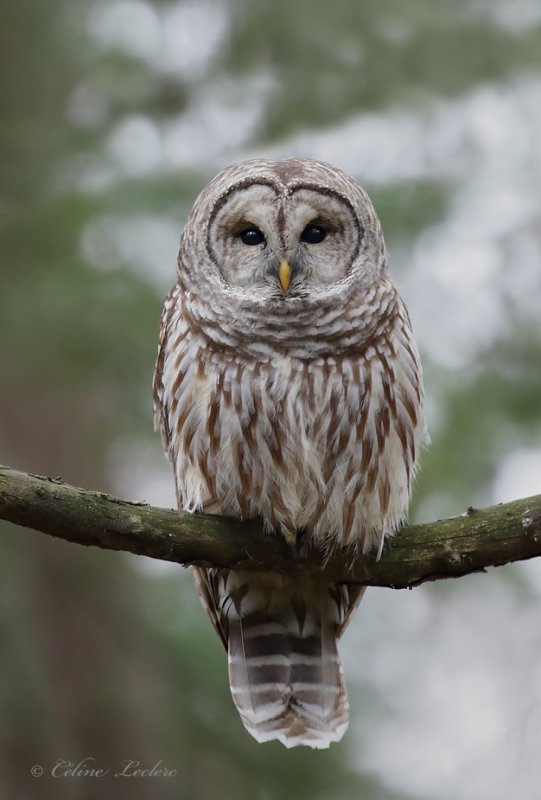Chouette raye_Y3A4485 - Barred Owl