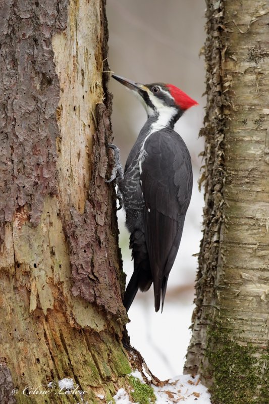 Grand Pic_Y3A4713 - Pileated Woodpecker