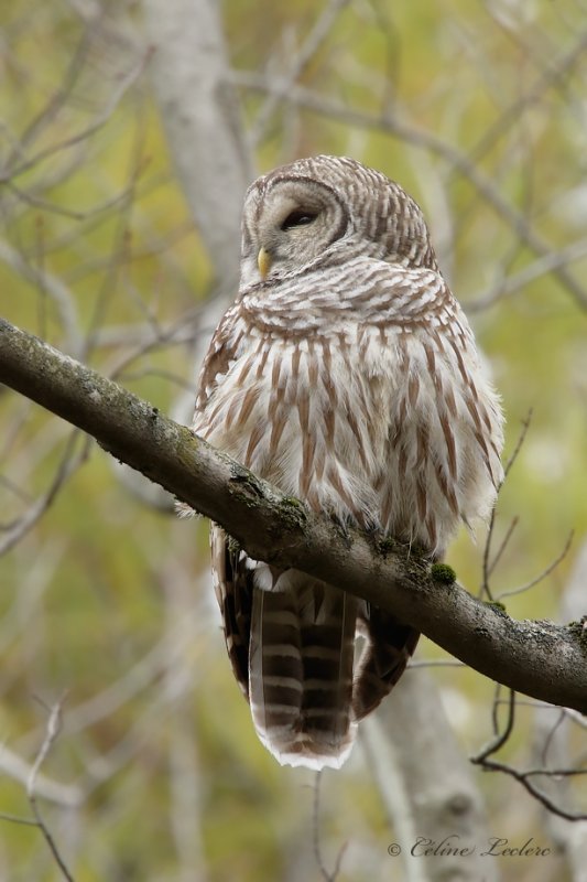 Chouette raye_Y3A3240 - Barred Owl