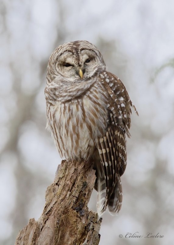 Chouette raye_Y3A3685 - Barred Owl