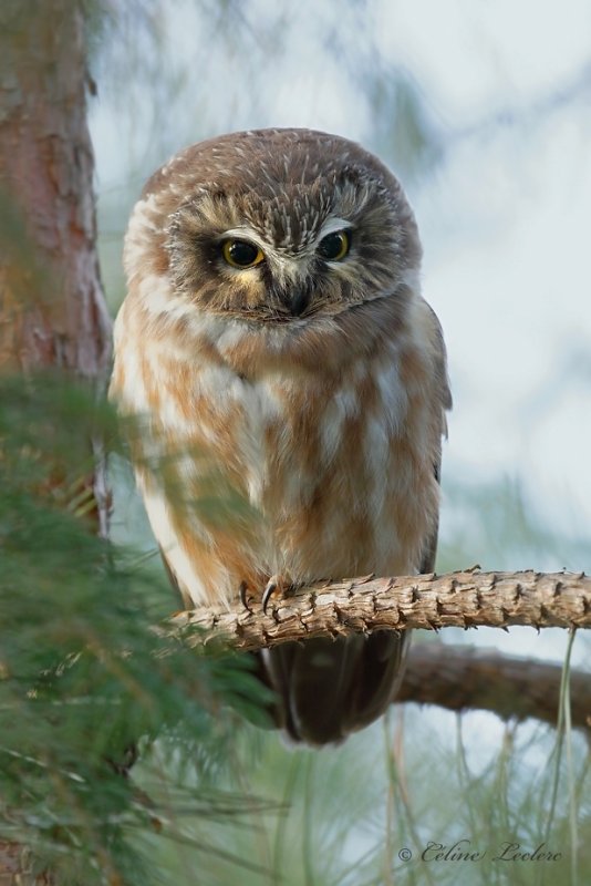 Petite Nyctale_Y3A4854 - Northern Saw-whet Owl