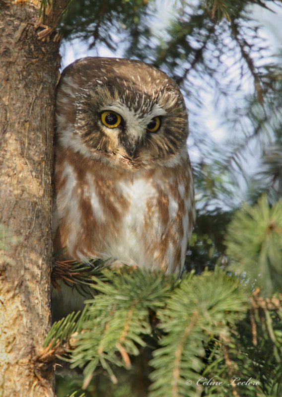 Petite Nyctale_Y3A4889 - Northern Saw-whet Owl