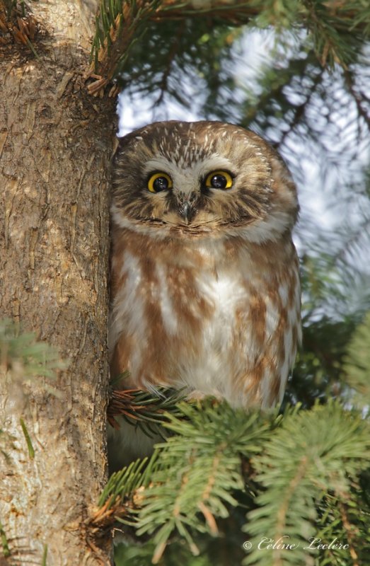 Petite Nyctale_Y3A4882 - Northern Saw-whet Owl